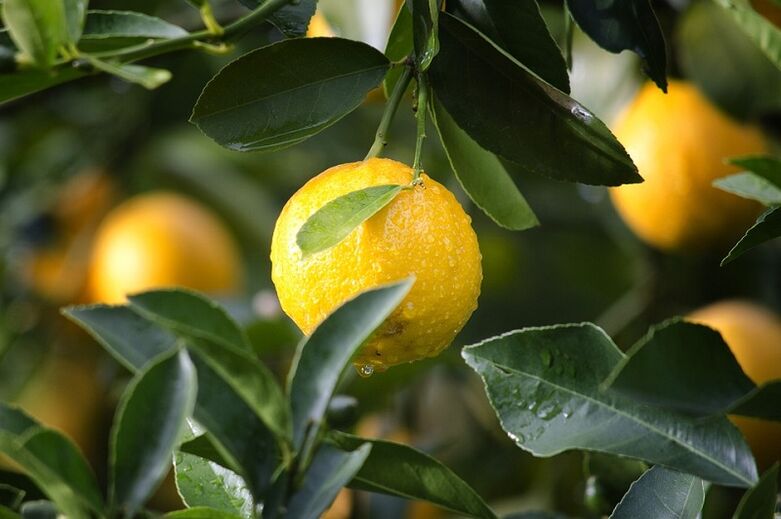 Citron pour augmenter la puissance